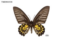 藏品(黃裳鳳蝶)的圖片